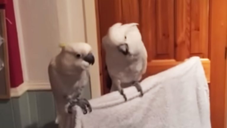 Cockatoo Has A Human-Like Reaction To Her Partner’s Dancing